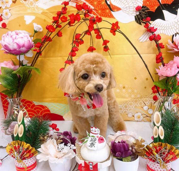 弊社、癒し担当